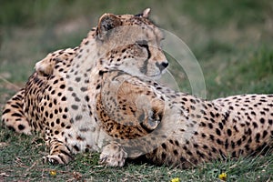 Cheetah Pair