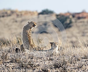 Cheetah Pair