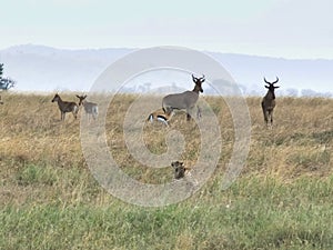 A cheetah pair stalking hartebeest and gazelle at serengeti