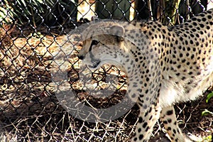 Cheetah Panting in the sun