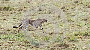 A cheetah patrols its territory