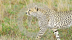 A cheetah patrols its territory