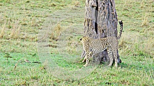 A cheetah patrols its territory photo