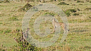 A cheetah patrols its territory photo