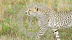 A cheetah patrols its territory photo