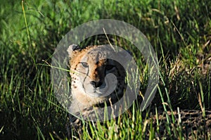 A cheetah peeps through grass at Kragga Kamma Game Park, South Africa