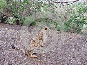 cheetah on safari in south africa photo
