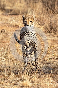 Cheetah on the plains in the Masai Mara, Kenya, Africa