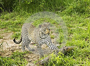Cheetah playing with log