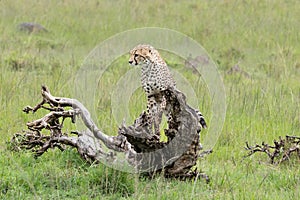 Cheetah playing on a tree trunk in the savannah