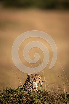 Cheetah pokes head above mound on savannah