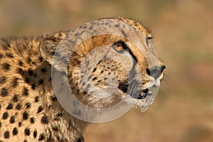 Cheetah portait
