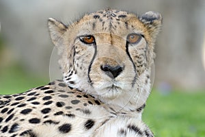 Cheetah portrait