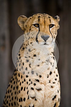 Cheetah Portrait