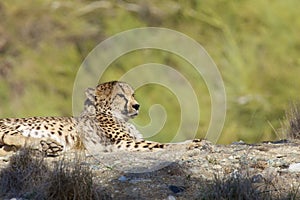 Cheetah Portrait