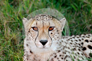 Cheetah portrait