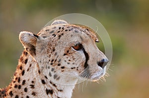 Cheetah portrait