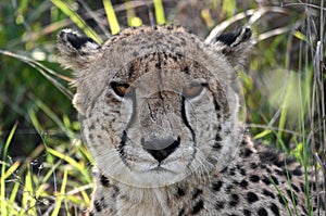 Cheetah Portrait