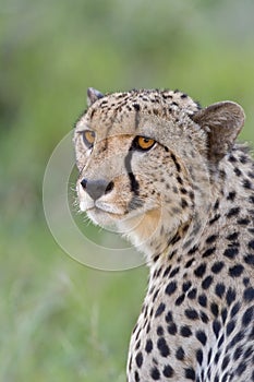 Cheetah portrait