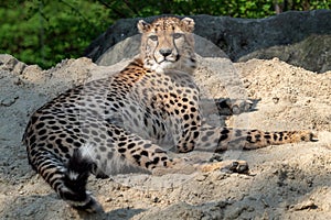 Cheetah portrait Acinonyx jubatus