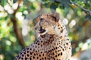 Cheetah portrait in the African savannah