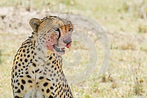Cheetah Portrait, Bloody Face, Masai Mara, Kenya