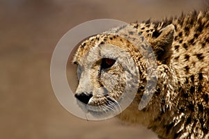Cheetah portrait