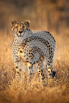 Cheetah portrait Kruger Park South Africa