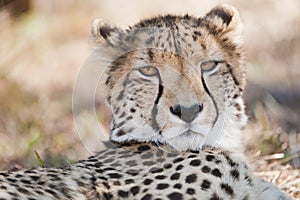 Cheetah Portrait South Africa