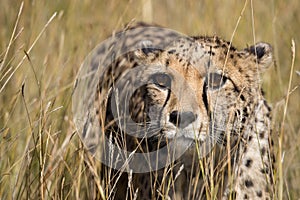 Cheetah portrait in tall grass