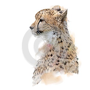 Cheetah Portrait watercolor on white background