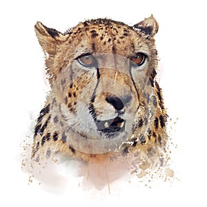 Cheetah Portrait watercolor on white background