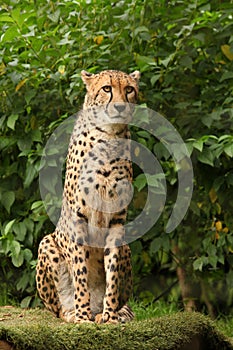 Cheetah posing