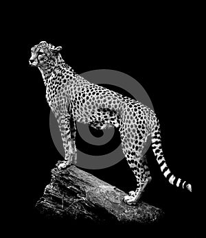 Cheetah on log