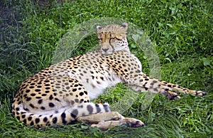 Cheetah predator leopard Africa cat family