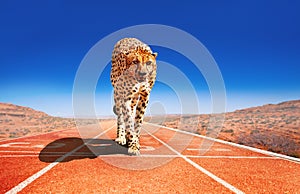 Cheetah with predator look on a sprint race track