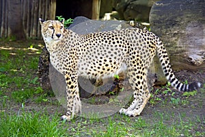 Cheetah predator mammal leopard cat family