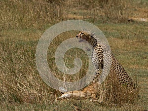 Cheetah and Prey