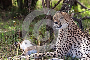 Cheetah with prey under tree. Masai Mara