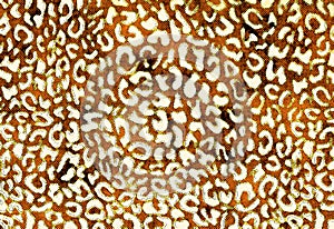 Cheetah print pattern