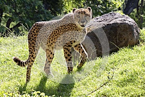 Cheetah on the Prowl