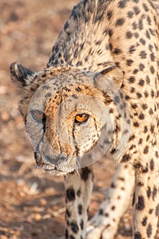Cheetah Prowling