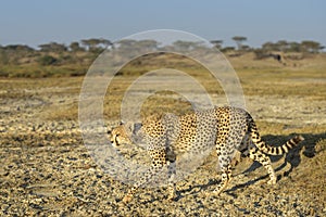 Cheetah prowling on savanna.