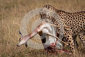 Cheetah pulls Thomson gazelle through long grass