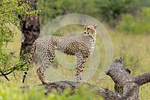 Cheetah in the rain in Kruger National Park in South Africa