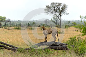 Cheetah in the rain in Kruger National Park in South Africa