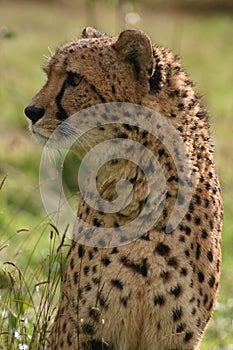 Cheetah after a rain shower - Big Cat Sanctuary