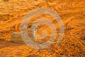 Cheetah in red desert