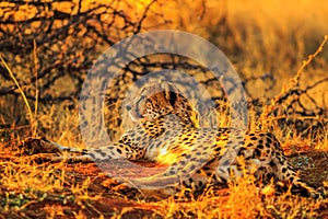 Cheetah in red desert