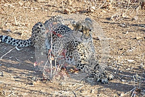 Cheetah in a refuge in Namibia